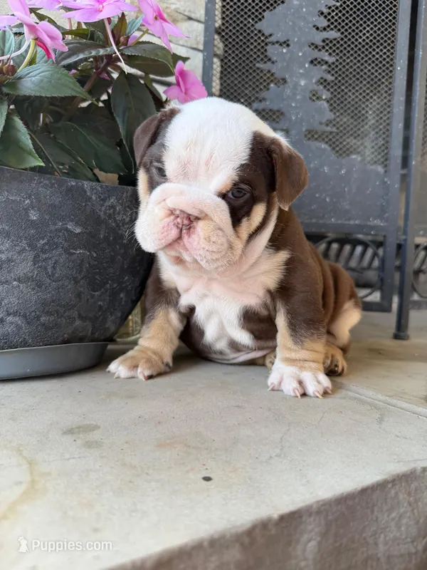 Hank – English Bulldog puppy for sale in Mooresboro, NC