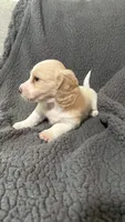 Penny, a female Miniature Dachshund for sale in Mooresboro, NC – 2 of 3
