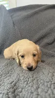 Walter, a male Miniature Dachshund for sale in Mooresboro, NC – 2 of 2