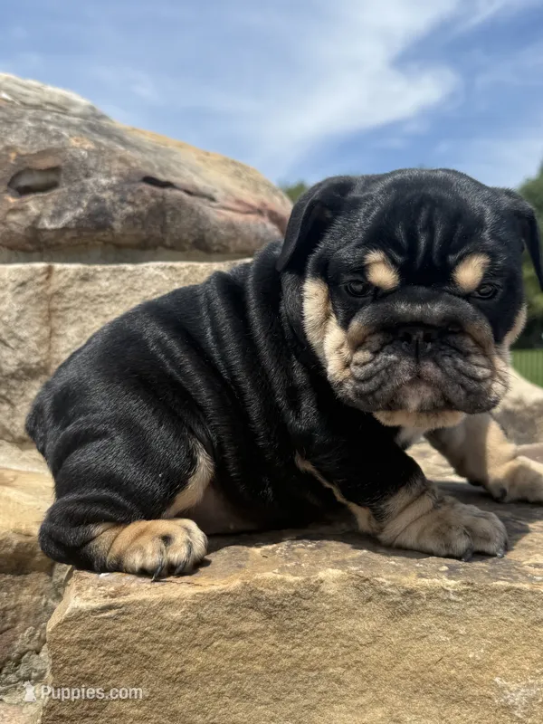 Luna – English Bulldog puppy for sale in Mooresboro, NC