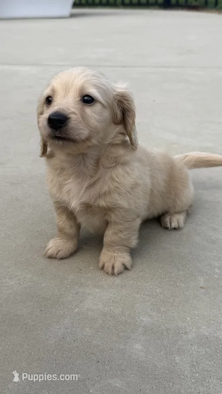 Walter – Miniature Dachshund puppy for sale in Mooresboro, NC