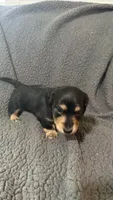 Dom, a male Miniature Dachshund for sale in Mooresboro, NC – 3 of 4