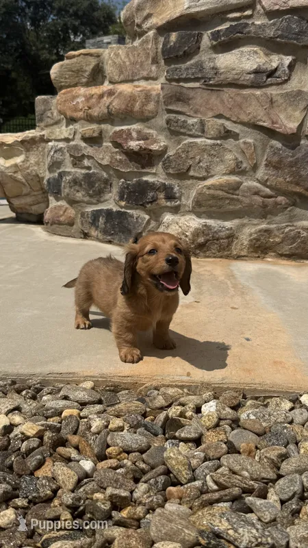 Rusty – Miniature Dachshund puppy for sale in Mooresboro, NC
