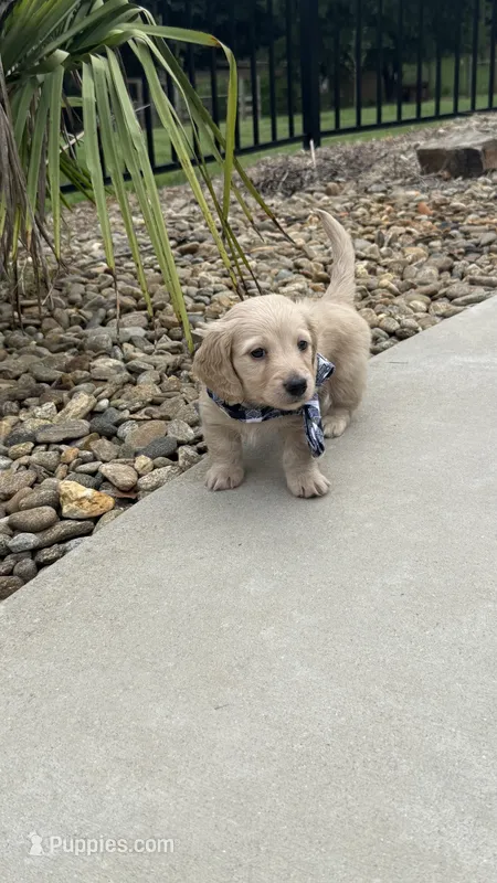 Walter – Miniature Dachshund puppy for sale in Mooresboro, NC