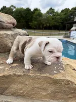 Charlie, a male English Bulldog for sale in Mooresboro, NC – Photo 4 of 4