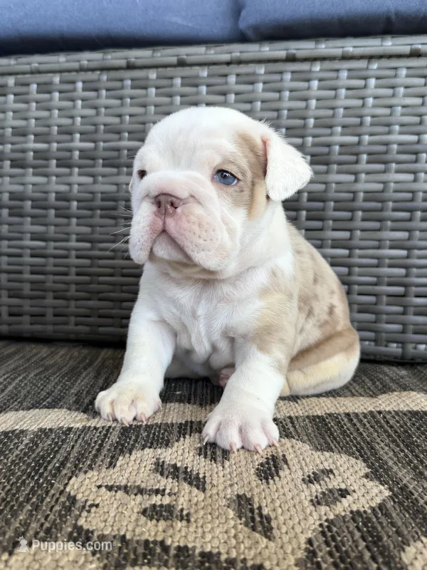Leroy, a male English Bulldog for sale in Mooresboro, NC – Photo 1 of 5