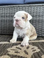 Leroy, a male English Bulldog for sale in Mooresboro, NC – Photo 1 of 5