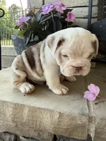 Charlie, a male English Bulldog for sale in Mooresboro, NC – Photo 1 of 4