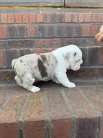 Leroy, a male English Bulldog for sale in Mooresboro, NC – Photo 4 of 5