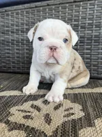 Leroy, a male English Bulldog for sale in Mooresboro, NC – Photo 5 of 5