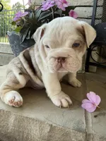 Charlie, a male English Bulldog for sale in Mooresboro, NC – Photo 2 of 4