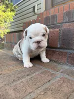 Leroy, a male English Bulldog for sale in Mooresboro, NC – Photo 3 of 5