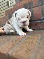 Leroy, a male English Bulldog for sale in Mooresboro, NC – Photo 2 of 5