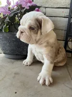 Charlie, a male English Bulldog for sale in Mooresboro, NC – Photo 3 of 4