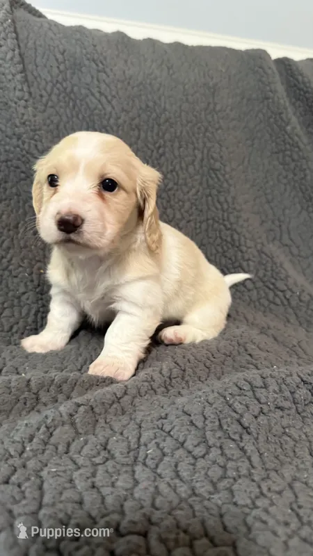 Penny – Miniature Dachshund puppy for sale in Mooresboro, NC