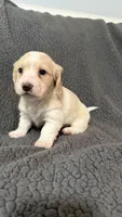 Penny, a female Miniature Dachshund for sale in Mooresboro, NC – 1 of 3