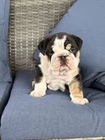 Luna, a female English Bulldog for sale in Mooresboro, NC – 4 of 4