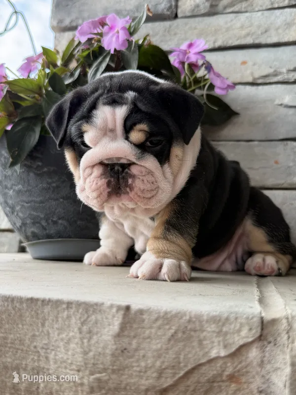 Luna, a female English Bulldog for sale in Mooresboro, NC – 1 of 4