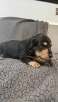 Dom, a male Miniature Dachshund for sale in Mooresboro, NC – 2 of 4