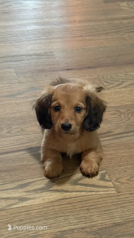 Rusty – Miniature Dachshund puppy for sale in Mooresboro, NC