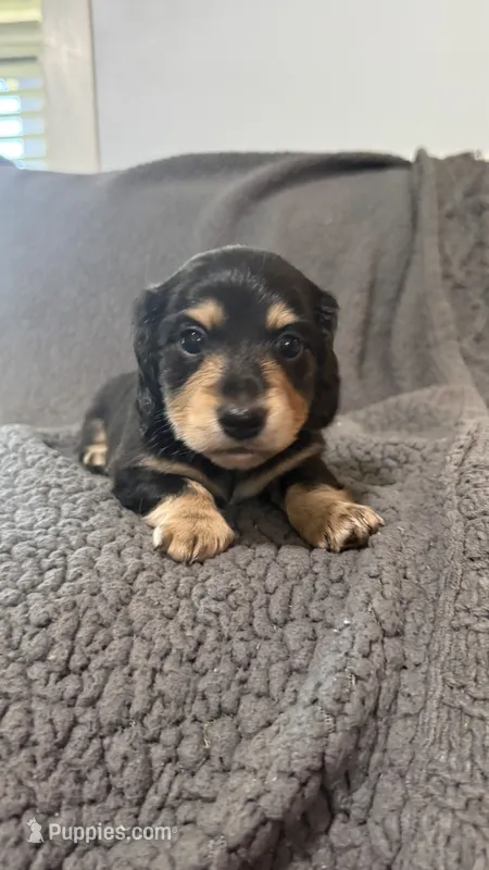 Dom – Miniature Dachshund puppy for sale in Mooresboro, NC