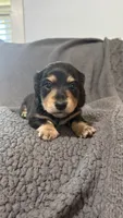 Dom, a male Miniature Dachshund for sale in Mooresboro, NC – 1 of 4