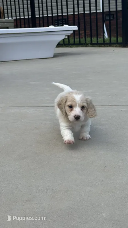 Penny – Miniature Dachshund puppy for sale in Mooresboro, NC