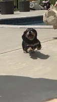 Dom, a male Miniature Dachshund for sale in Mooresboro, NC – 3 of 3