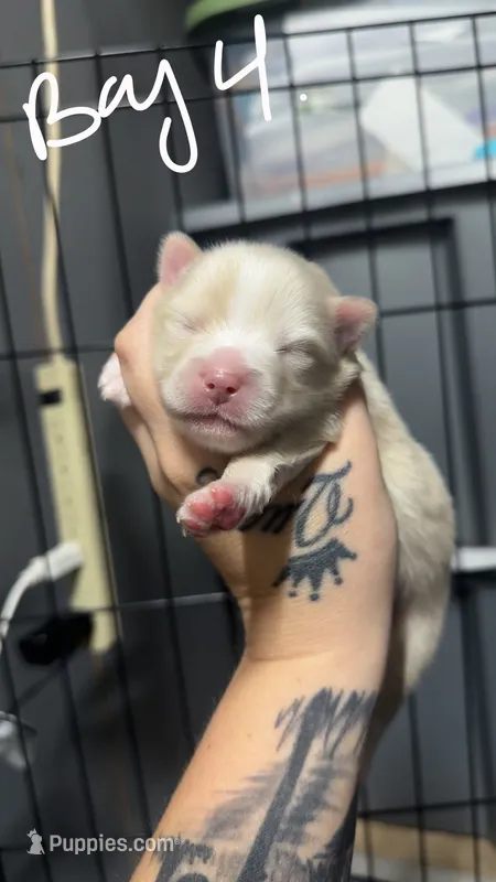Cream & White Pomeranian Boy – Pomeranian puppy for sale in Harrisonburg, LA