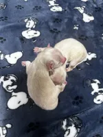  Cream & White Pomeranian Boy, a male Pomeranian for sale in Harrisonburg, LA – 2 of 3