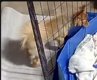 Gigi, a female Pomeranian for sale in Harrisonburg, LA – 3 of 4