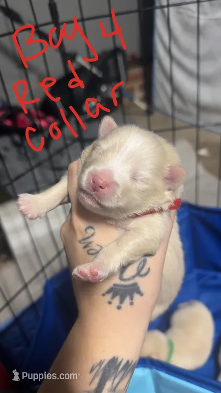 Cream & White Pomeranian Boy – Pomeranian puppy for sale in Harrisonburg, LA