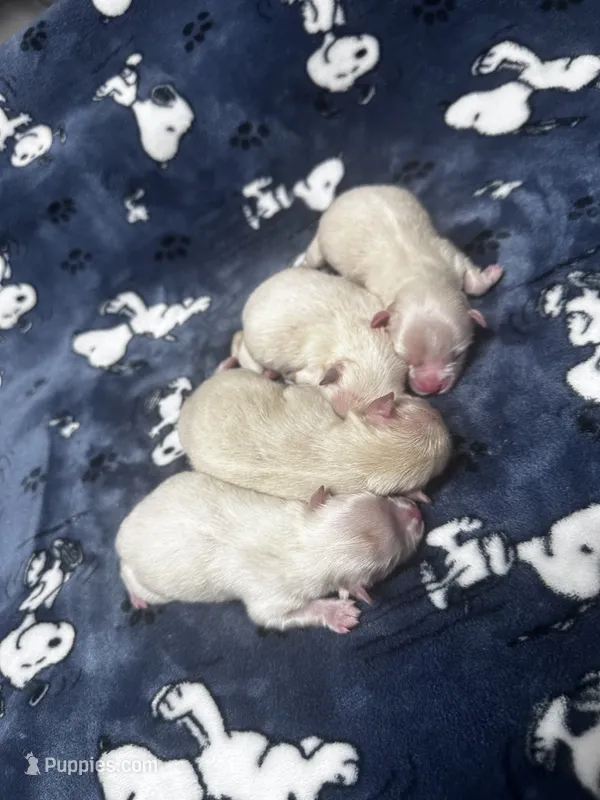  Cream & White Pomeranian Boy – Pomeranian puppy for sale in Harrisonburg, LA