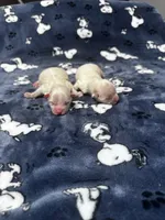Cream & White Pomeranian Boy, a male Pomeranian for sale in Harrisonburg, LA – 2 of 3