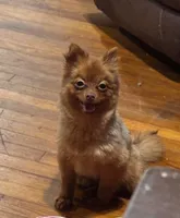 Gigi , a female Pomeranian for sale in Harrisonburg, LA – 1 of 3