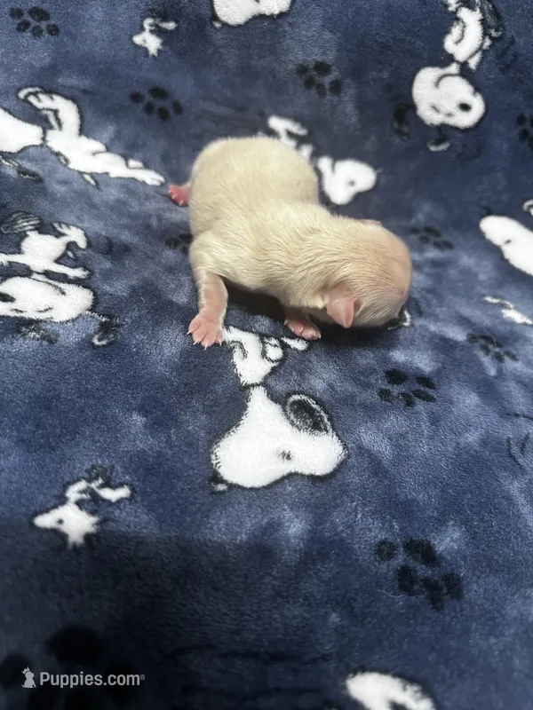 Cream & White Pomeranian Boy – Pomeranian puppy for sale in Harrisonburg, LA