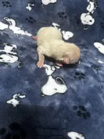 Cream & White Pomeranian Boy, a male Pomeranian for sale in Harrisonburg, LA – 1 of 3