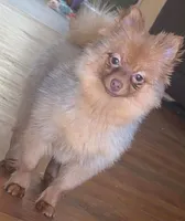 Gigi , a female Pomeranian for sale in Harrisonburg, LA – 2 of 3