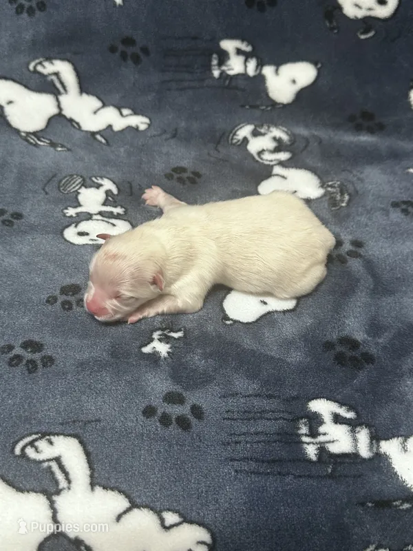 White Pomeranian Boy – Pomeranian puppy for sale in Harrisonburg, LA