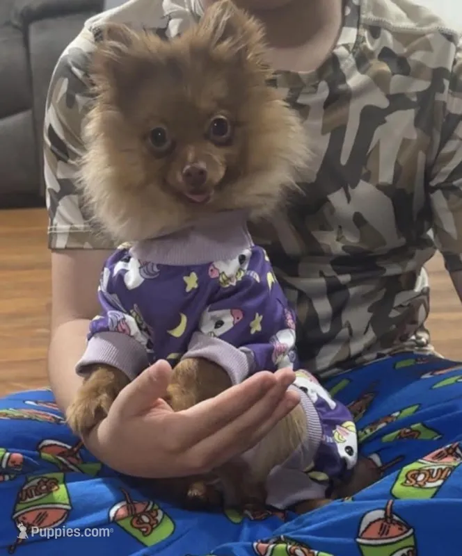 Gigi – Pomeranian puppy for sale in Harrisonburg, LA