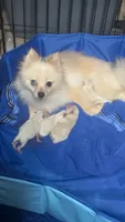 White Pomeranian Boy, a male Pomeranian for sale in Harrisonburg, LA – 2 of 3