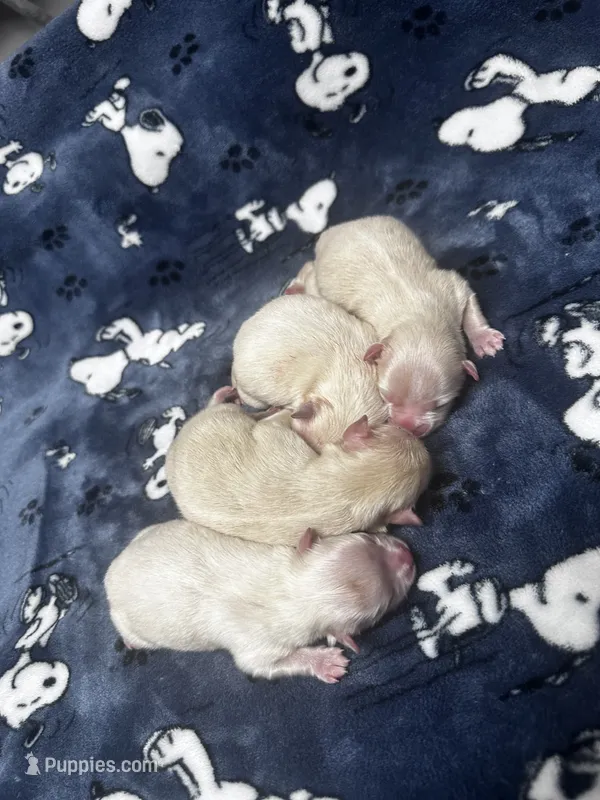  Cream & White Pomeranian Boy – Pomeranian puppy for sale in Harrisonburg, LA