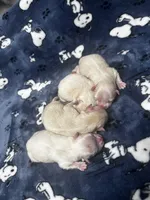  Cream & White Pomeranian Boy, a male Pomeranian for sale in Harrisonburg, LA – 1 of 3