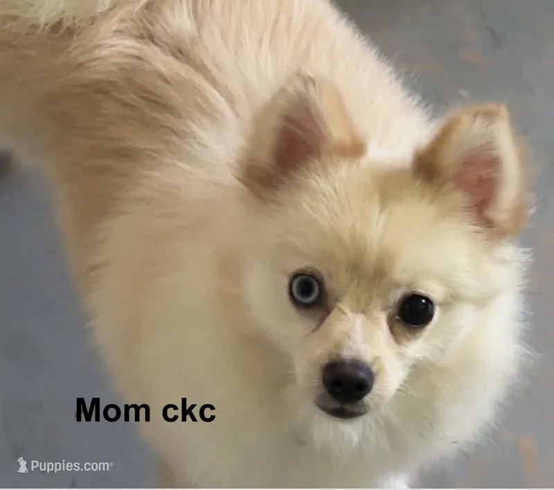White Pomeranian Boy – Pomeranian puppy for sale in Harrisonburg, LA