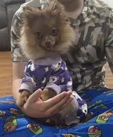 Gigi , a female Pomeranian for sale in Harrisonburg, LA – 3 of 3