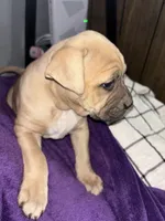 Star, a female American Bully and American Pit Bull Terrier for sale in Charlottesville, VA – Photo 4 of 4