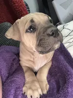 Star, a female American Bully and American Pit Bull Terrier for sale in Charlottesville, VA – Photo 2 of 4