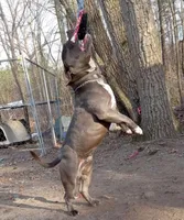 Midnight , a female American Bully and American Pit Bull Terrier for sale in Charlottesville, VA – Photo 1 of 3