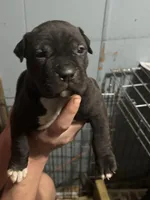 Midnight , a female American Bully and American Pit Bull Terrier for sale in Charlottesville, VA – Photo 3 of 3