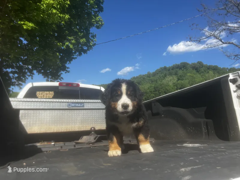 Female 1 – Bernese Mountain Dog puppy for sale in Pulaski, TN